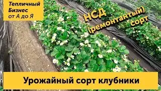 Флорентина - урожайный сорт ремонтантной клубники для грунта в теплице