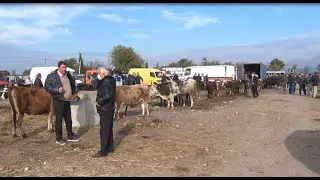 Ora News - Mish pa standarde në Shkodër, shërbimi veterinar: Të gjitha bagëtitë do të matrikullohen