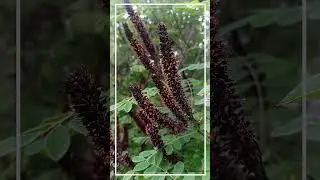 Amorpha fruticosa  Аморфа кустарниковая - короткое описание