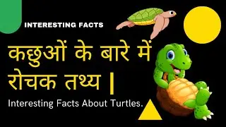 Unbelievable Turtle Facts!