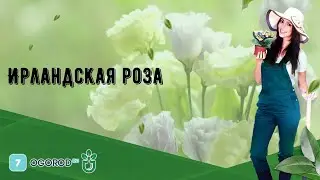 Ирландская роза