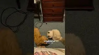 Little Dog Only Had One Karate Trick Up His Sleeve! - RxCKSTxR Comedy Voiceover