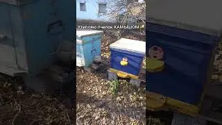 пчелы уходят в спячку