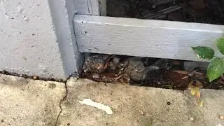 Termite Tip - Keep Your Home Safe From Termites