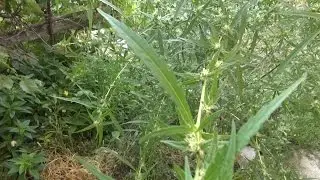 УРОЖАЙНОЕ ДЕЛО
