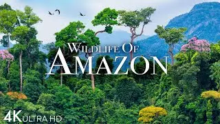 Amazon Wildlife 4K - Part 2 | Animals That Call The Jungle Home | Amazon Rainforest |Relaxation Film