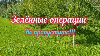 Первая зелёная операция.Пинцировка,выломка побегов.