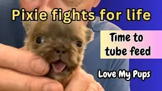 Pixie wants to live: Tiny puppy's fight to survive