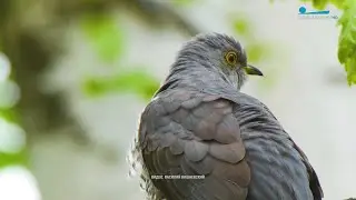 Лоси отращивают рога, глухари купаются в песке и кукушки вернулись