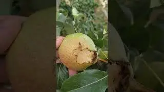 Сорт груши Просто Мария обзор. Груша Просто Мария.2022г