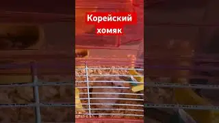 Шунгарик в Корее