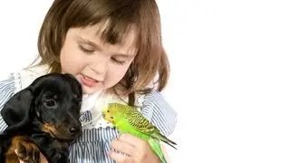 How to Bring a Bird into Home with Pets | Pet Bird