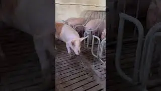We Check Sows with a young Boar 