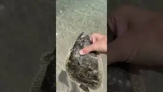 Nice flounder!