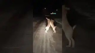 Зайцы без Мазая