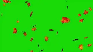 4K Falling Leaf Green Screen background - free green screen background