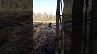 Медвежонок хочет поработать.