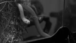 hill billy snake video