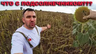 Больше никакого подсолнечника! Развитие и гибель семки от посева до уборки. Демо-поле