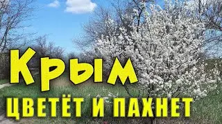 Весна в Крыму - всё цветёт и пахнет. А также свежие крымские новости. НЕкурортный Крым Джанкой.