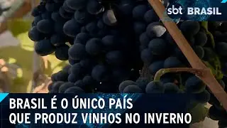 Brasil é o único país do mundo que consegue produzir vinhos no inverno | SBT Brasil (07/08/24)