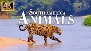 Nature Wildlife 4k - Wonderful wildlife movie with soothing music