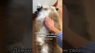 Признаки любви кошки 😻 