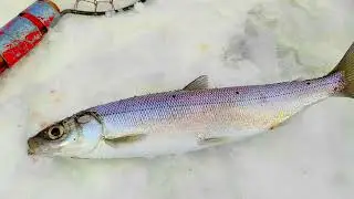 Открытие омулевой рыбалки на Байкале 2023г. Opening of omul fishing 2023 on Lake Baikal