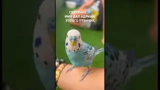 1/3 наш ГОЛУБЧИК 🩵🕊️ 