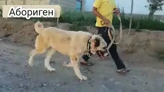 Анализ движений алабая