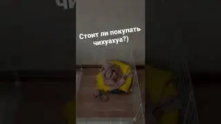 Стоит ли заводить чихуахуа часть 2 😂🐶