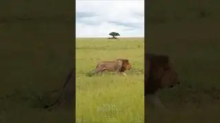 Lion King In Real Life 🦁 #africa #animals #lionking