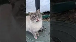 Просто нереальное Святое место мечты 🤗 Николо-Радовицкий монастырь! Чудотворный образ Св. Николая