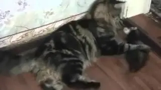 Вездесущие хорьки