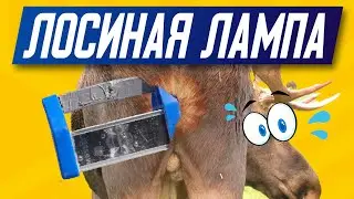 ЖОПУ ЛИЗАТЬ НЕ БУДУ | Малярная лампа Лосева проявочный свет