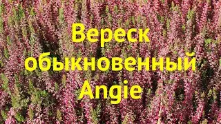 Вереск обыкновенный Ангие. Краткий обзор, описание характеристик calluna vulgaris Angie