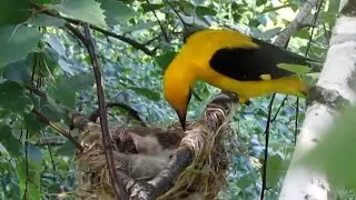 Oriole is a forest cat and a forest flute (Birds of Russia) / Movie 58