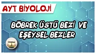 AYT Biyoloji | Böbrek Üstü Bezi ve Eşeysel Bezler  #sayfa36