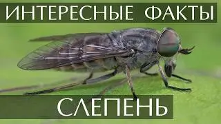 Слепень - интересные факты