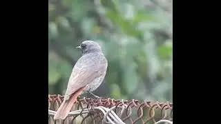 Black redstart sings an alarm