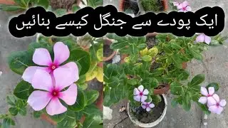 Take advantage of the rainy season, grow many plants yourself from cuttings .vinca plants propagate.