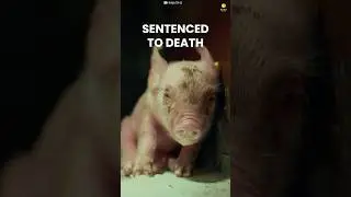 Sentenced to die as babies😔