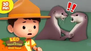 THE OTTERS ARE FIGHTING! 😱💥 | Small Animals 👶 | Leo the Wildlife Ranger | Kids Cartoons