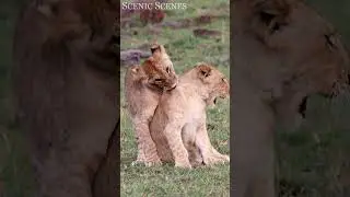 Cute Baby Lion Cubs Playing #shorts #cute