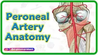 Peroneal Artery Anatomy: Origin, Course, Branches | USMLE Review