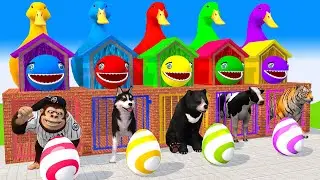 5 Giant Duck Cartoon Cow,Tiger,Elephant,Dog,Lion,Bear, Wild Animals Choose The Right Mystery Door !