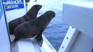 SeaWorld Rescue returns ‘fur seals’ to the wild