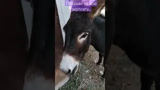 Покушал на всю зарплату за октябрь. 🤷🤷🤷 