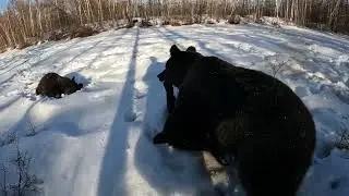 Медведица тренер.