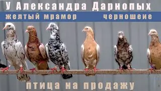 В гостях у Александра Дарнопых. Голуби на продажу. Желтый мрамор, черные шейки.